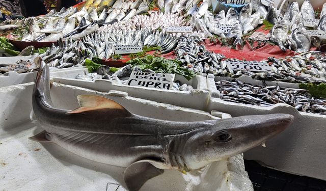 KÖPEK BALIĞI İLGİ ODAĞI OLDU