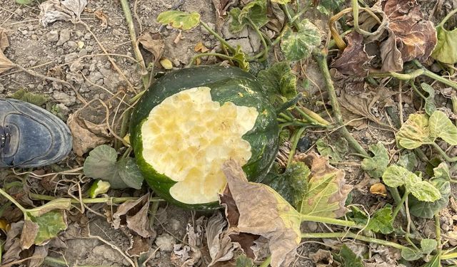 BAHÇELERDE DOMUZ İSTİLASI