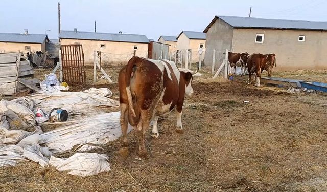 ŞAP HASTALIĞI ÜRETİCİYİ ZORLUYOR