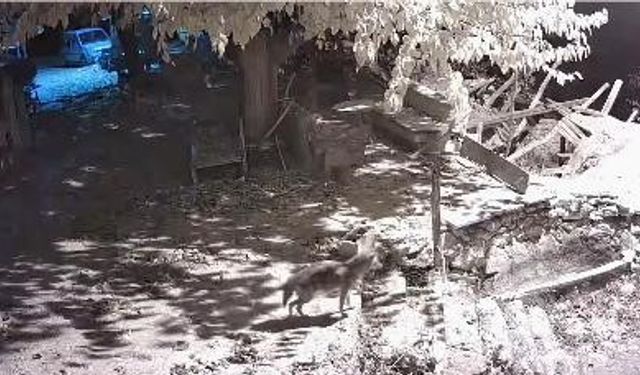 ÇAKAL KAMERAYA YAKALANDI