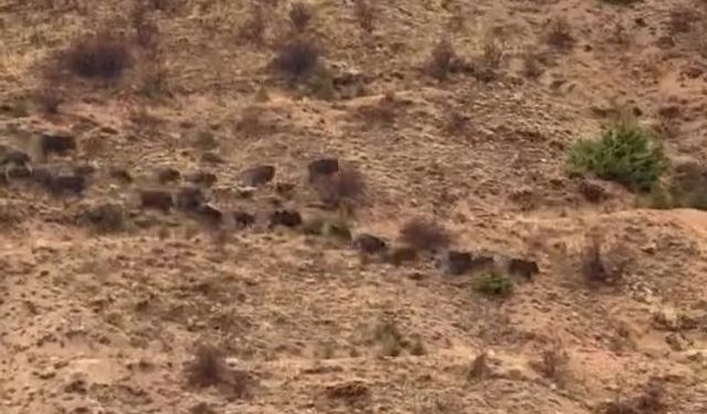 DOMUZ SÜRÜSÜ GÖRÜNTÜLENDİ