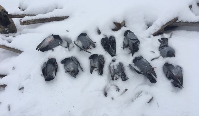 ONLARCA GÜVERCİN DONARAK TELEF OLDU