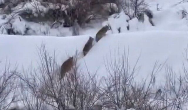 KURT SÜRÜSÜ GÖRÜNTÜLENDİ