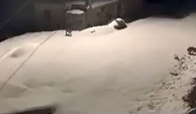 NESLİ TÜKENME TEHLİKESİNDE OLAN VAŞAK AİLESİ KAMERADA