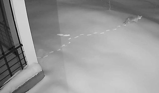 AÇ KALAN YABAN HAYVANLARI KÖYE İNDİ