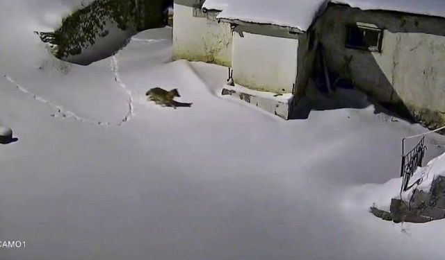 YİYECEK ARAYAN KURT KAMERADA