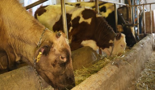 BESİCİLERİN KIŞ MESAİSİ