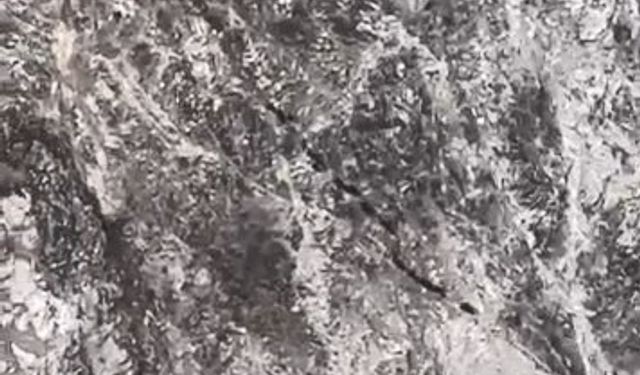 DOMUZ SÜRÜSÜ GÖRÜNTÜLENDİ