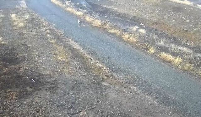 MEZRAYA İNEN KURT GÖRÜNTÜLENDİ