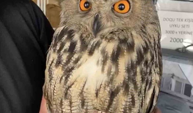 YARALI HALDE BULUNAN PUHU EKİPLERE TESLİM EDİLDİ