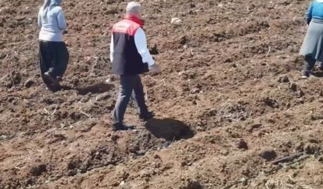 DOMATES ÜRETİMİNDE YENİ SEZON BAŞLADI