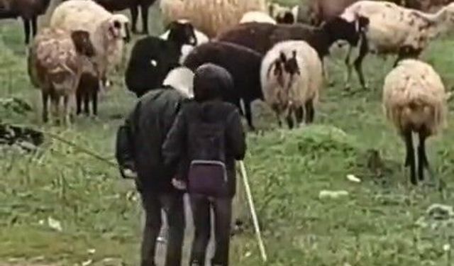 MİNİK ÇOBANLARIN SÜRÜ BAŞINDA HALAYI