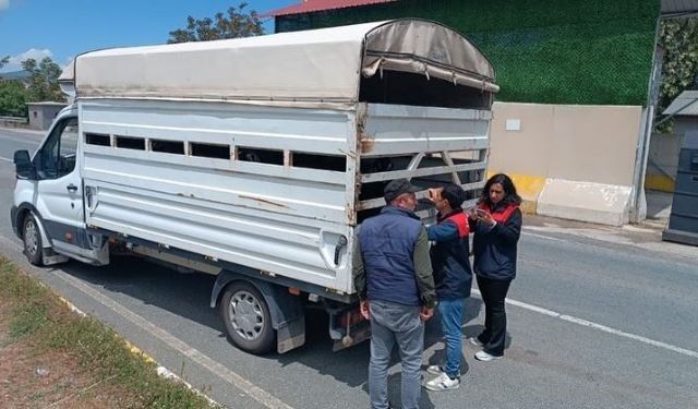 KURBAN BAYRAMI ÖNCESİNDE SIKI DENETİM