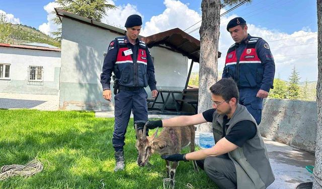 YARALI DAĞ KEÇİSİ KORUMA ALTINA ALINDI