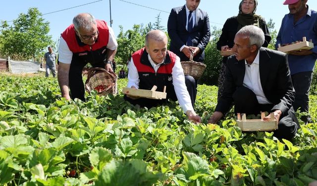 ÇİLEK HASADI YAPILDI