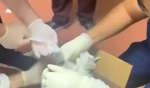 DOKTORLAR KEDİYİ TEDAVİ ALTINA ALDI