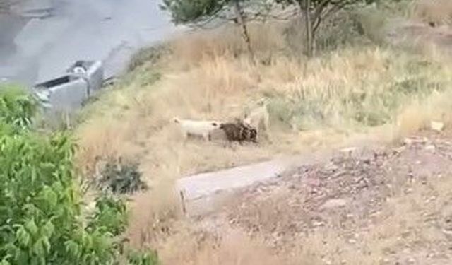 SOKAK KÖPEKLERİ 2 KEÇİYİ TELEF ETTİ