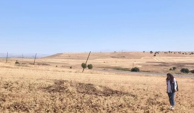 AĞIN'DA TÜYLÜ NOHUT HASADI DEVAM EDİYOR