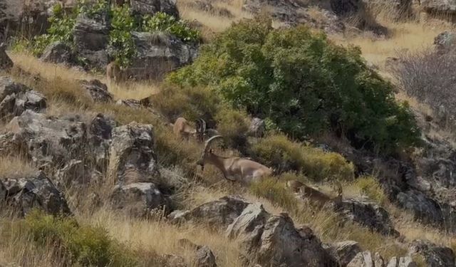 DAĞ KEÇİLERİ GÖRÜNTÜLENDİ