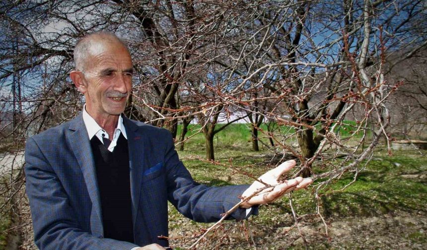 SICAK HAVALAR, KAYISI ÜRETİCİLERİNİ KORKUTUYOR