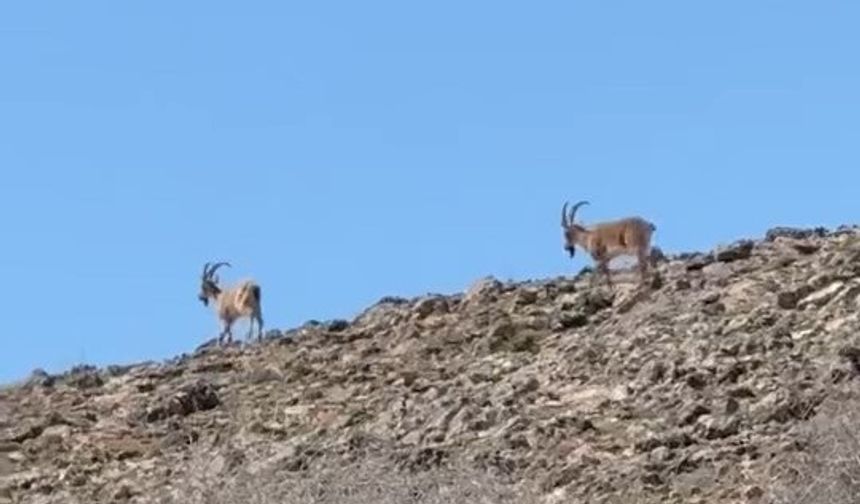 DAĞ KEÇİLERİ GÖRÜNTÜLENDİ