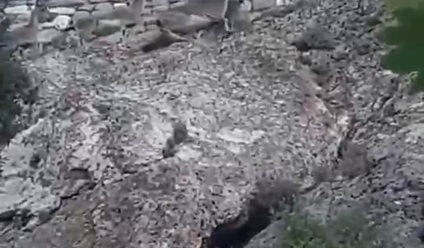 DAĞ KEÇİLERİ BU SEFER TEHLİKE SAÇTI