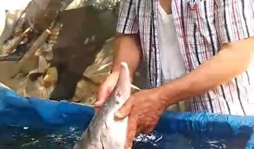 OLTAYA SERVET TAKILDI