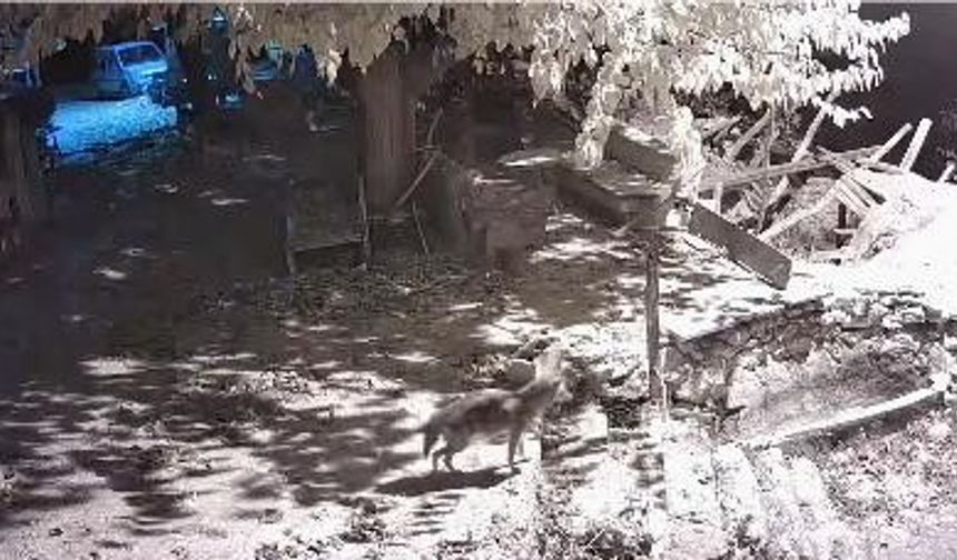 ÇAKAL KAMERAYA YAKALANDI