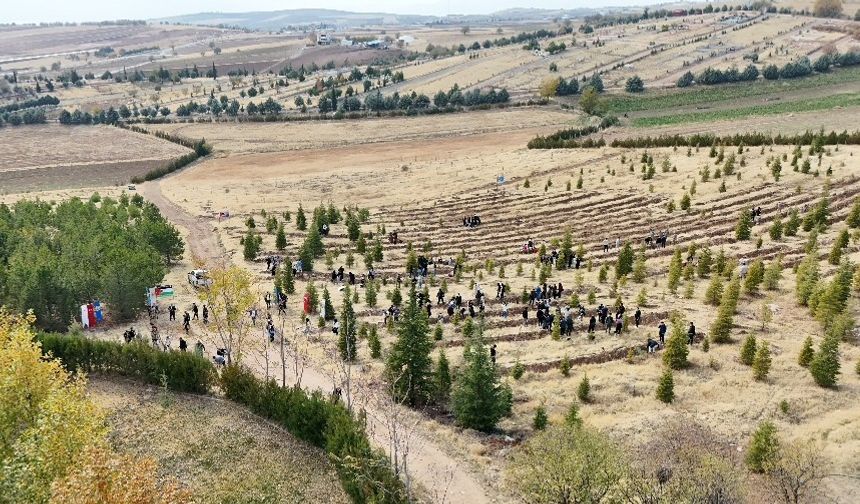 DOĞU TÜRKİSTAN VE FİLİSTİN İÇİN FİDAN DİKTİLER