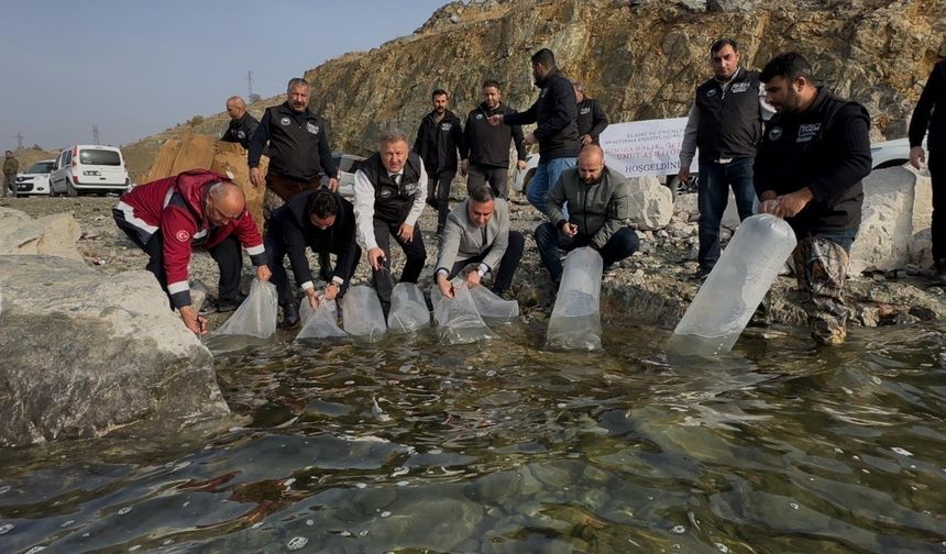 KARAKAYA BARAJ GÖLÜ'NE 420 BİN YAVRU BALIK BIRAKILDI