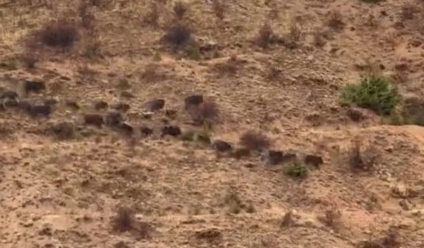 DOMUZ SÜRÜSÜ GÖRÜNTÜLENDİ