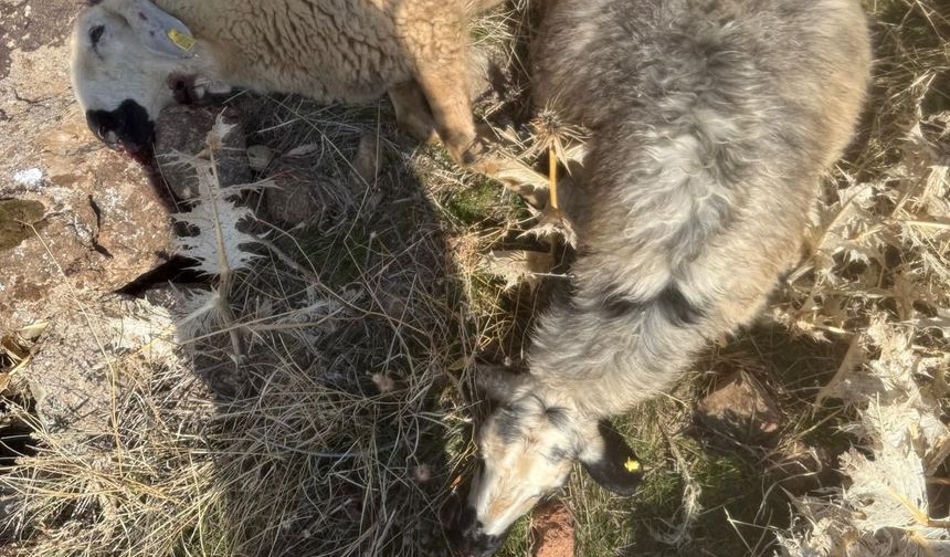 SÜRÜDEN AYRILANLARI KURT KAPTI