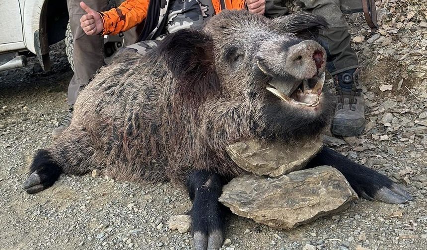 AVCILAR 200 KİLOLUK DOMUZ AVLADI