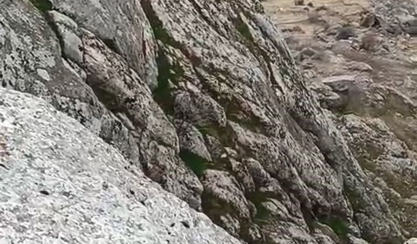 DAĞ KEÇİLERİ KAMERALARA TAKILDI