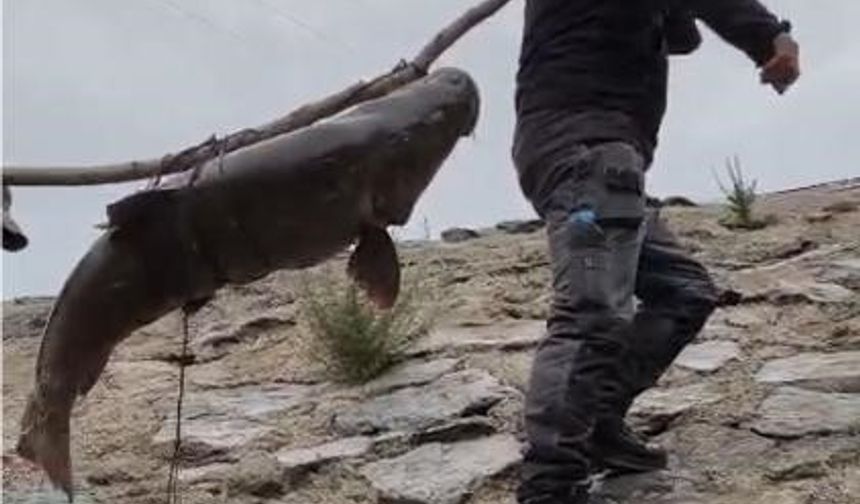 DEV TURNA BALIĞINI SIRIKLA TAŞIDILAR