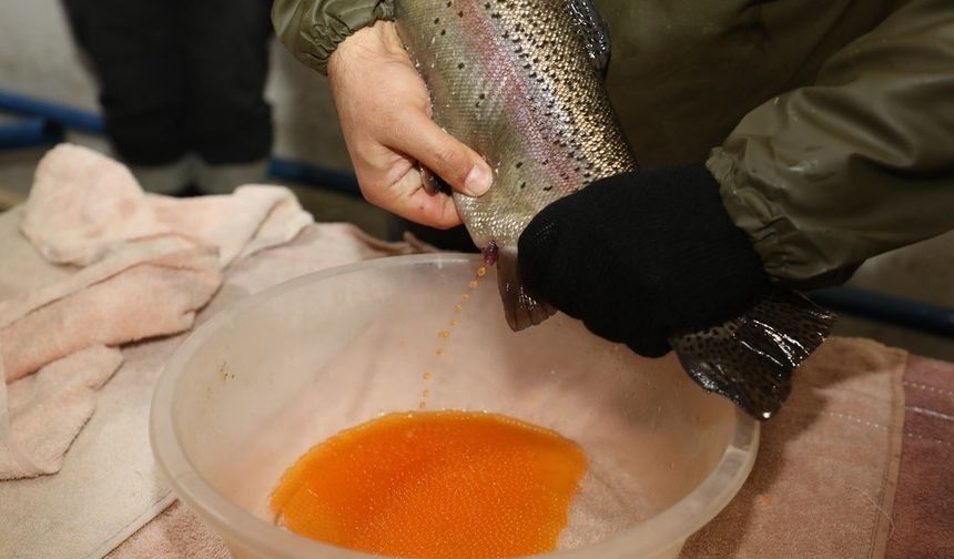 ALABALIK SAĞIM ÇALIŞMALARI SÜRÜYOR