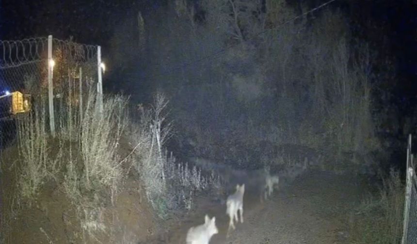 KURTLAR SÜRÜ HALİNDE GÖRÜNTÜLENDİ