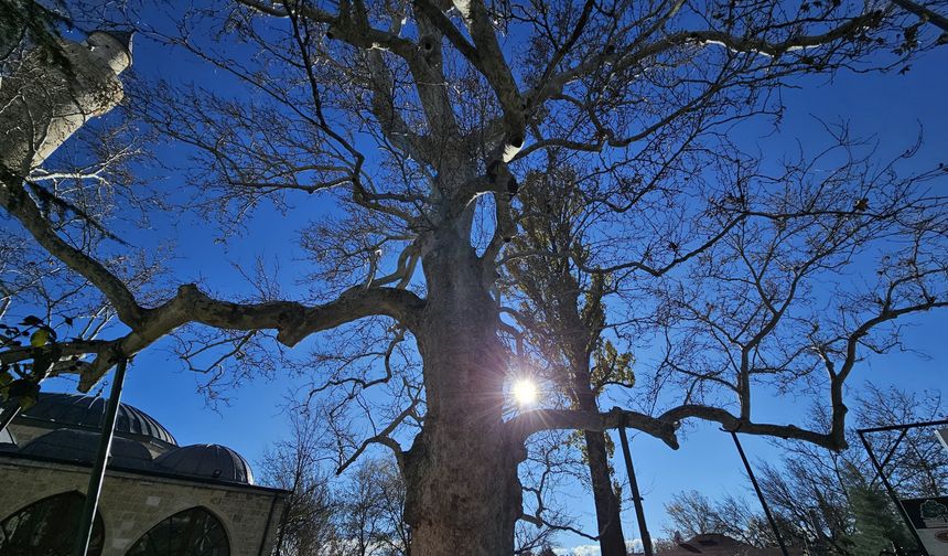 ASIRLIK ÇINAR YILLARA MEYDAN OKUYOR