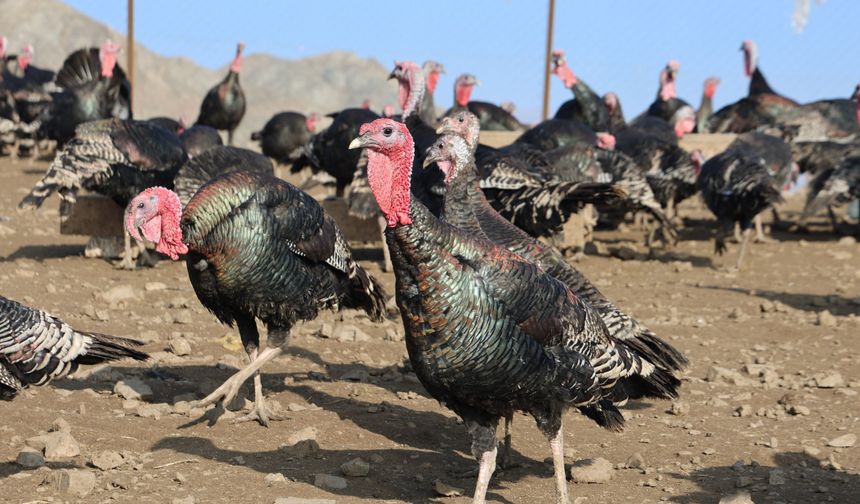 YURTDIŞINDAN DÖNÜP, MEMLEKETİNE ÇİFTLİK KURDU