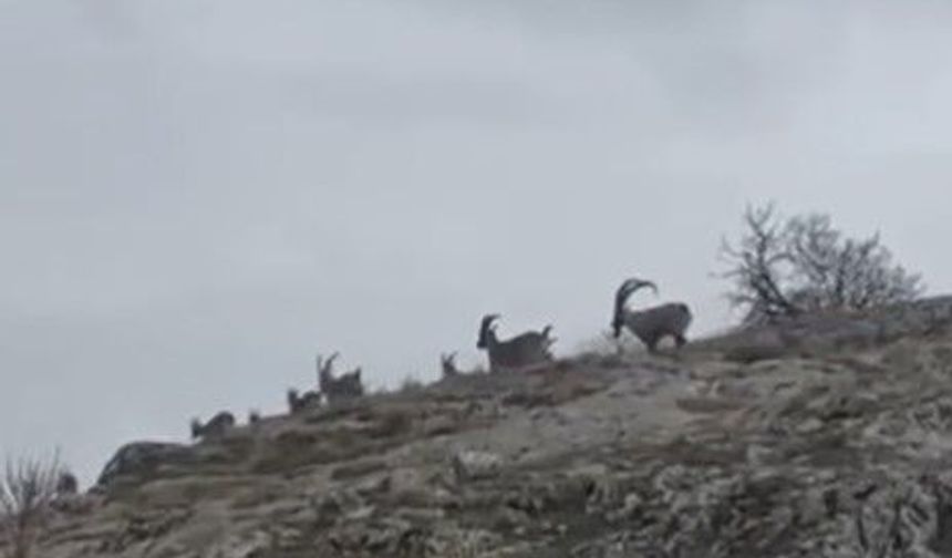 YABAN KEÇİLERİ SÜRÜ HALİNDE GÖRÜNTÜLENDİ