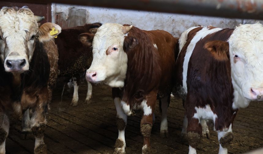 YÜZDE 60 HİBE DESTEĞİ İLE ÇİFTLİK KURDU