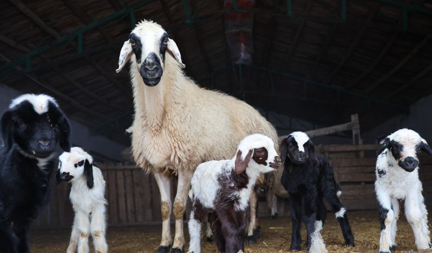 YENİ YIL BEREKETİYLE GELDİ