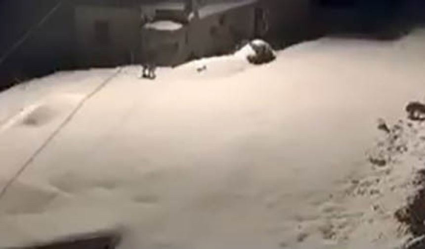 NESLİ TÜKENME TEHLİKESİNDE OLAN VAŞAK AİLESİ KAMERADA