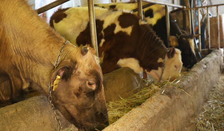 BESİCİLERİN KIŞ MESAİSİ