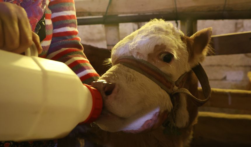 ANNESİ ÖLEN BUZAĞIYI ELLERİYLE BESLİYORLAR