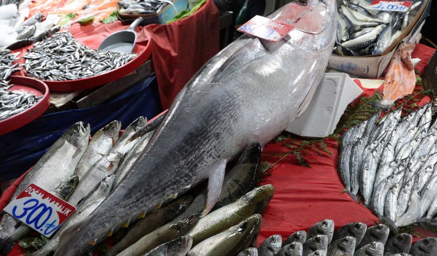 85 KİLOLUK ORKİNOS TEZGAHA İNDİ