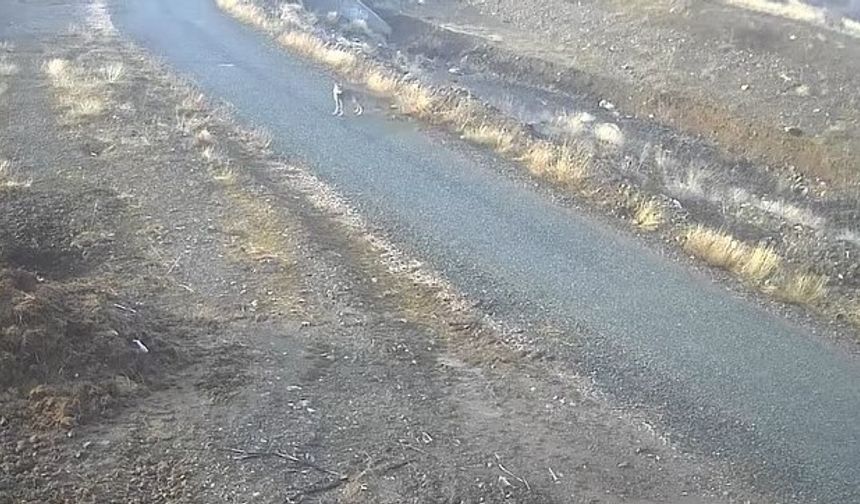 MEZRAYA İNEN KURT GÖRÜNTÜLENDİ