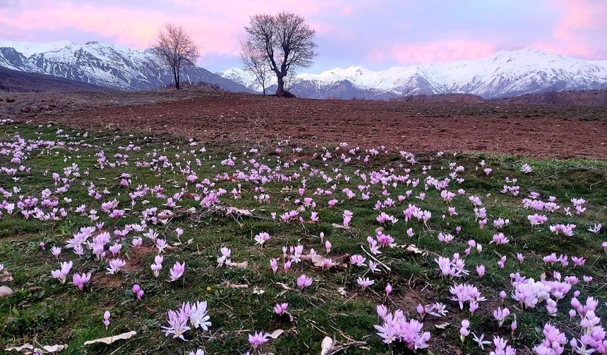 BAHARIN HABERCİSİ ERKEN AÇTI