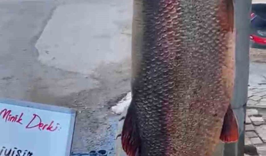 97 KİLO TURNA BALIĞI YAKALANDI