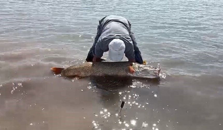 AMATÖR BALIKÇILAR 65 KİLO AĞIRLIĞINDA TURNA BALIĞI YAKALADI